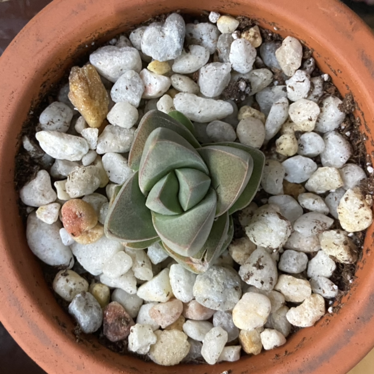 Crassula 'Moonglow' plant in a terracotta pot with white pebbles.