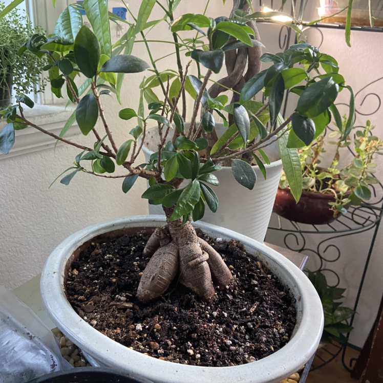 Ficus Ginseng plant photo by @sarah10orio named OUTSIDE - Ficus Benjamina Ginseng on Greg, the plant care app.