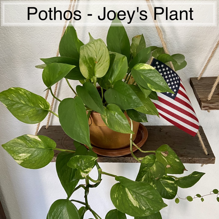 Taro Vine plant photo by @sarah10orio named Pothos - Joey's Plant on Greg, the plant care app.