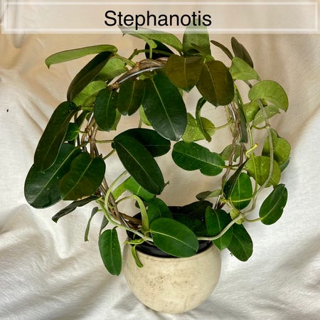 Photo of the plant species Stephanotis by @sarahsalith named Stephanotis on Greg, the plant care app