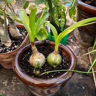 Pregnant Onion plant in Memphis, Tennessee