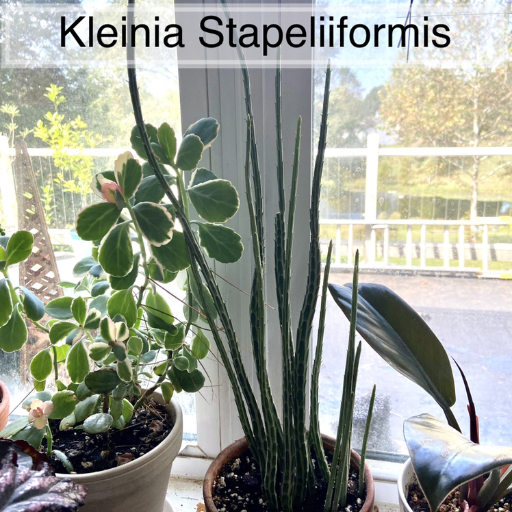 Photo of the plant species Pickle plant by @sarah10orio named GH - Kleinia Stapeliiformis on Greg, the plant care app