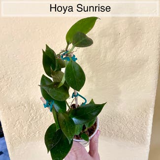Hoya 'Sunrise' plant in Memphis, Tennessee