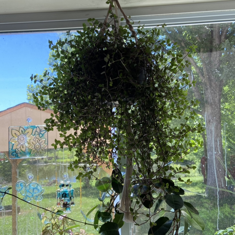 Creeping Inch Plant plant photo by @sarah10orio named Tradescantia - Turtle Vine on Greg, the plant care app.