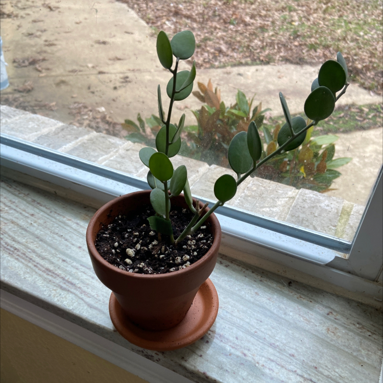 Photo of the plant species Silver Dollar Vine by @sarah10orio named Silver Dollar Vine on Greg, the plant care app