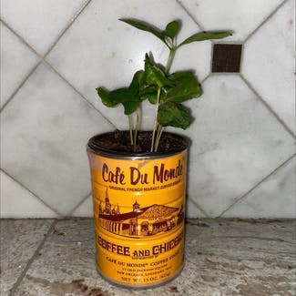 Arabian Coffee Plant plant in Somewhere on Earth