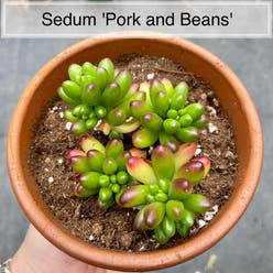 Sedum 'Pork and Beans' plant