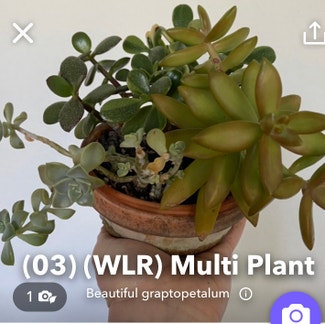 Beautiful Graptopetalum plant in Somewhere on Earth