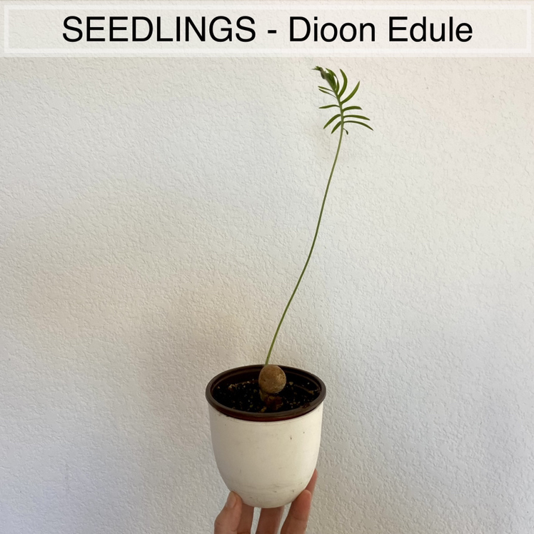 GH SEEDLINGS - Dioon Edule