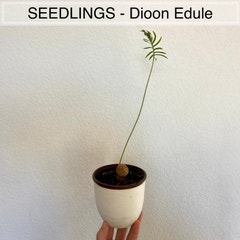 SEEDLINGS - Dioon Edule