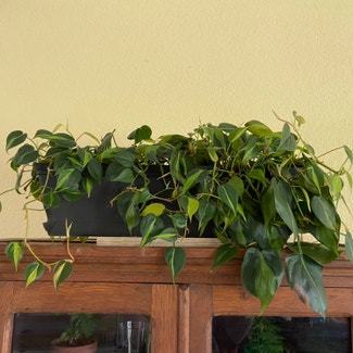 Philodendron Brasil plant in Memphis, Tennessee