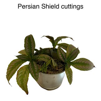 persian shield plant in Memphis, Tennessee