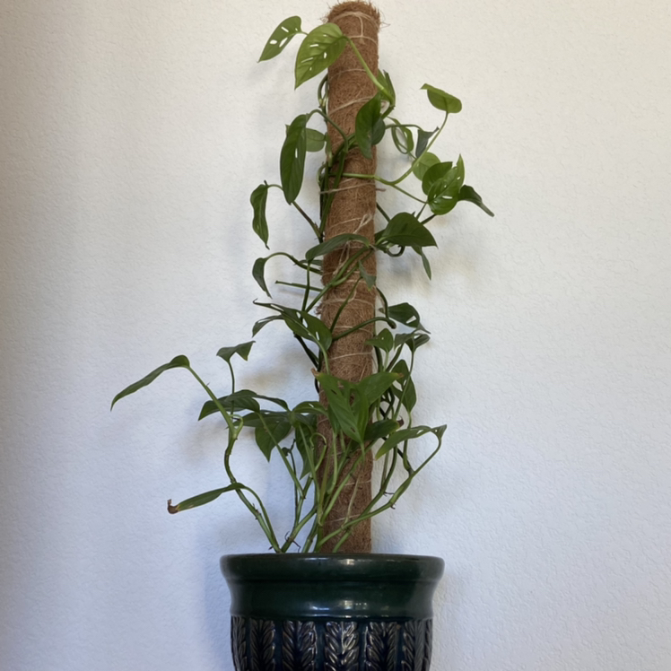 Swiss Cheese Vine plant photo by @sarah10orio named Monstera Adansonii - Narrow on Greg, the plant care app.