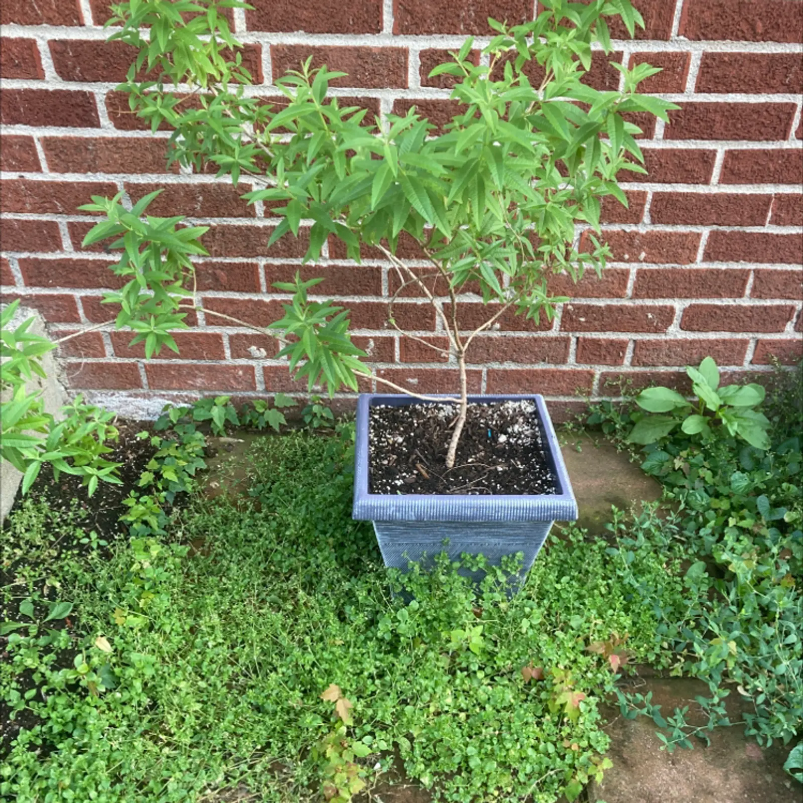 Potted lemon verbena plant with healthy green leaves against a brick wall.
