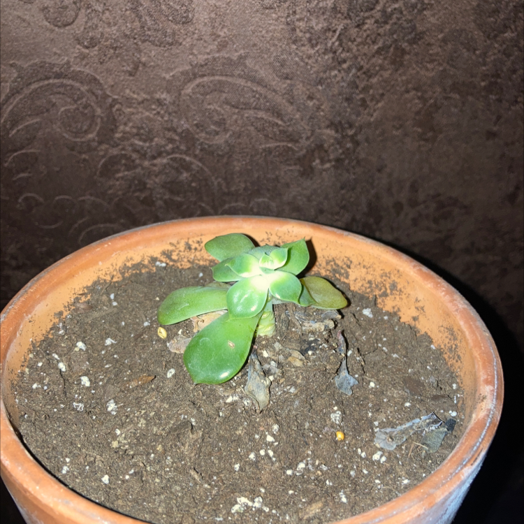 Mexican Snowball plant photo by @airiwen named Van Gogh on Greg, the plant care app.