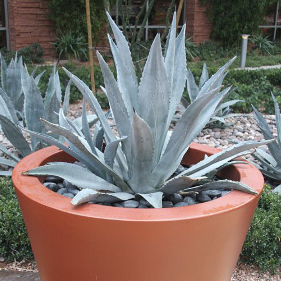 Photo of the plant species Maguey by @Nolley89 named Gaga on Greg, the plant care app