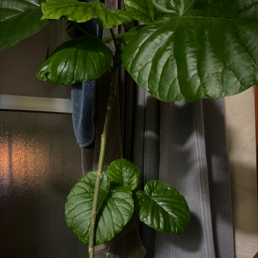Ficus umbellata plant with large, glossy green leaves, appearing healthy.
