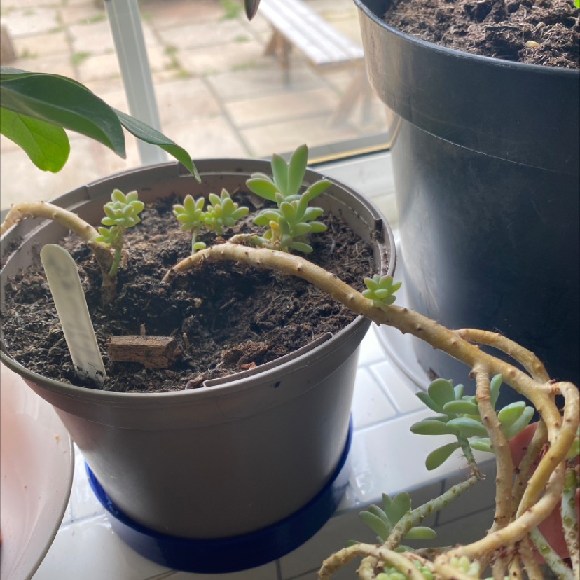 Potted Purdy's Stonecrop plant with visible soil and healthy green leaves.