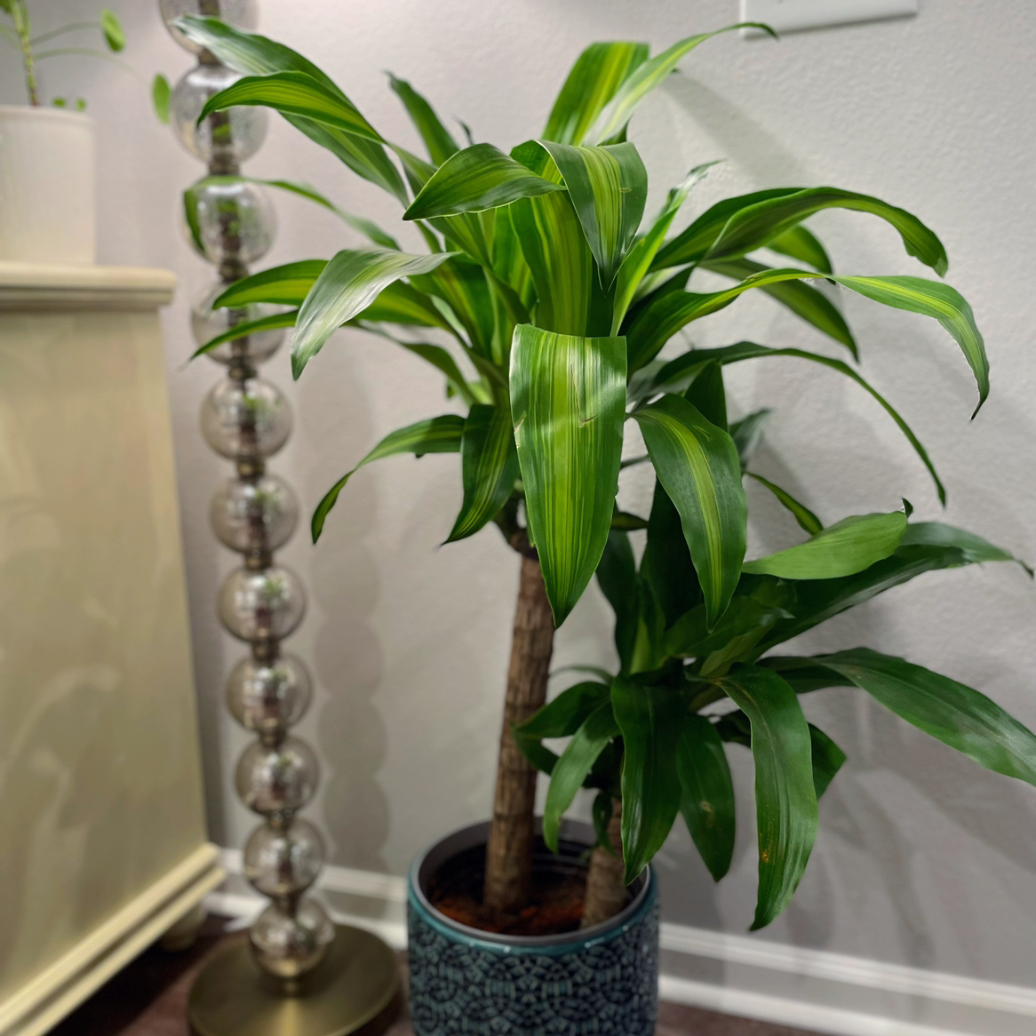 Dracaena Massangeana plant with vibrant green leaves in a decorative pot.