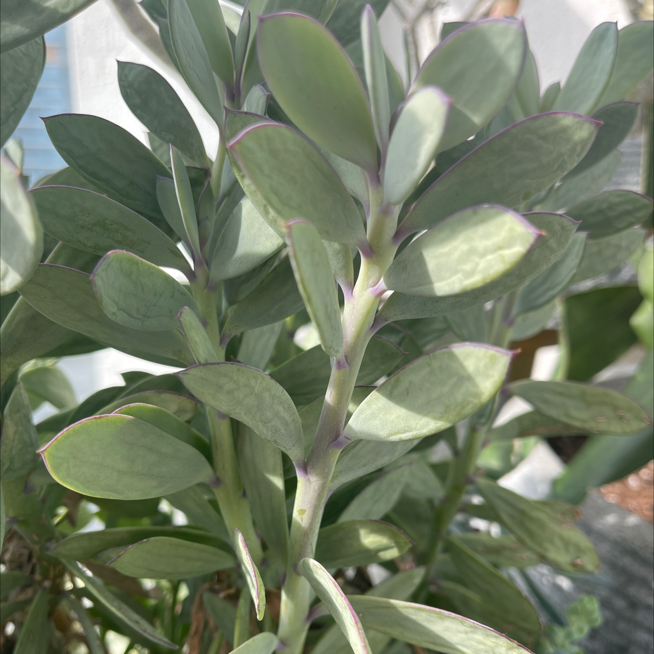 Healthy Vertical Leaf Senecio plant with thick, green leaves.