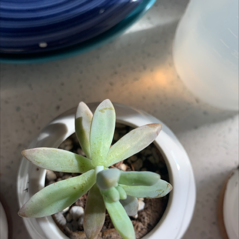 Graptosedum 'Darley Sunshine' succulent in a white pot with visible soil.