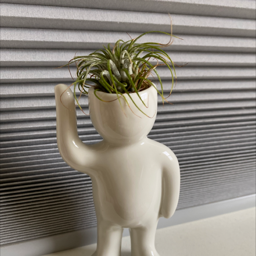 Small Ballmoss plant in a white, human-shaped pot with green leaves.