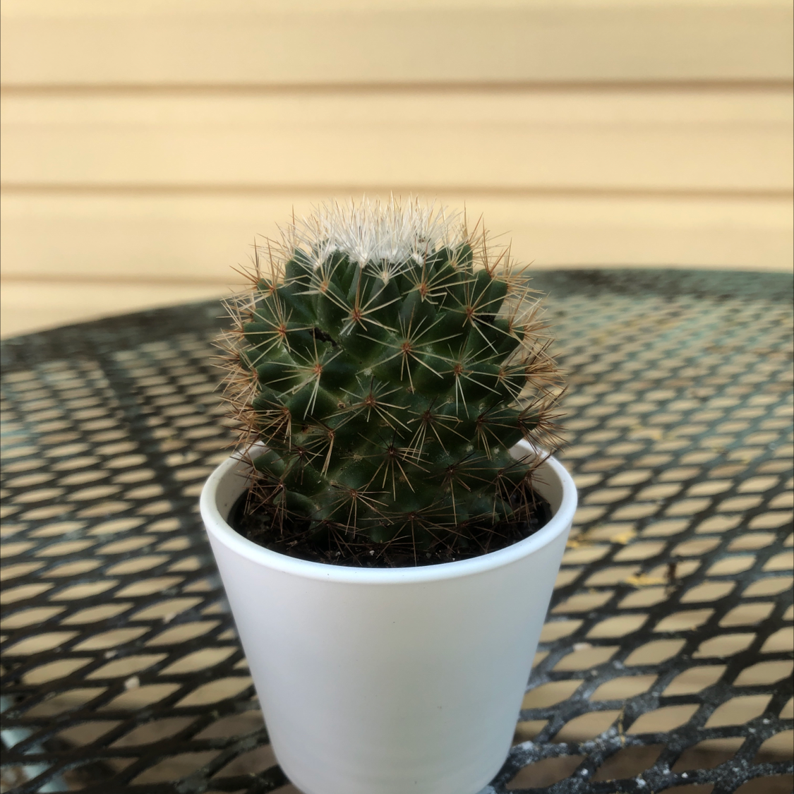 Photo of the plant species Pincushion cactus by @SkyeJay named Mochi on Greg, the plant care app
