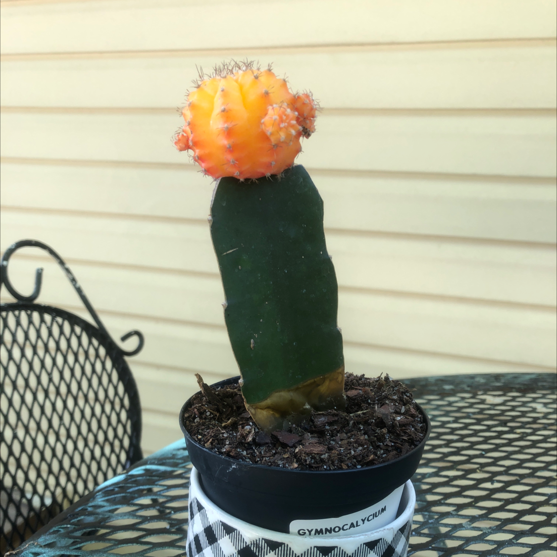 Moon Cactus plant photo by @SkyeJay named Chalie on Greg, the plant care app.