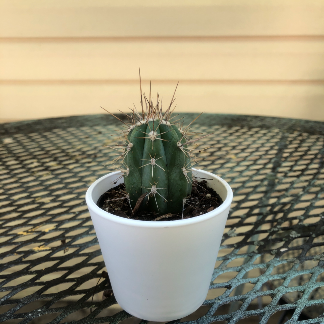 Toothpick Cactus in a white pot on a metal table with a plain wall background.