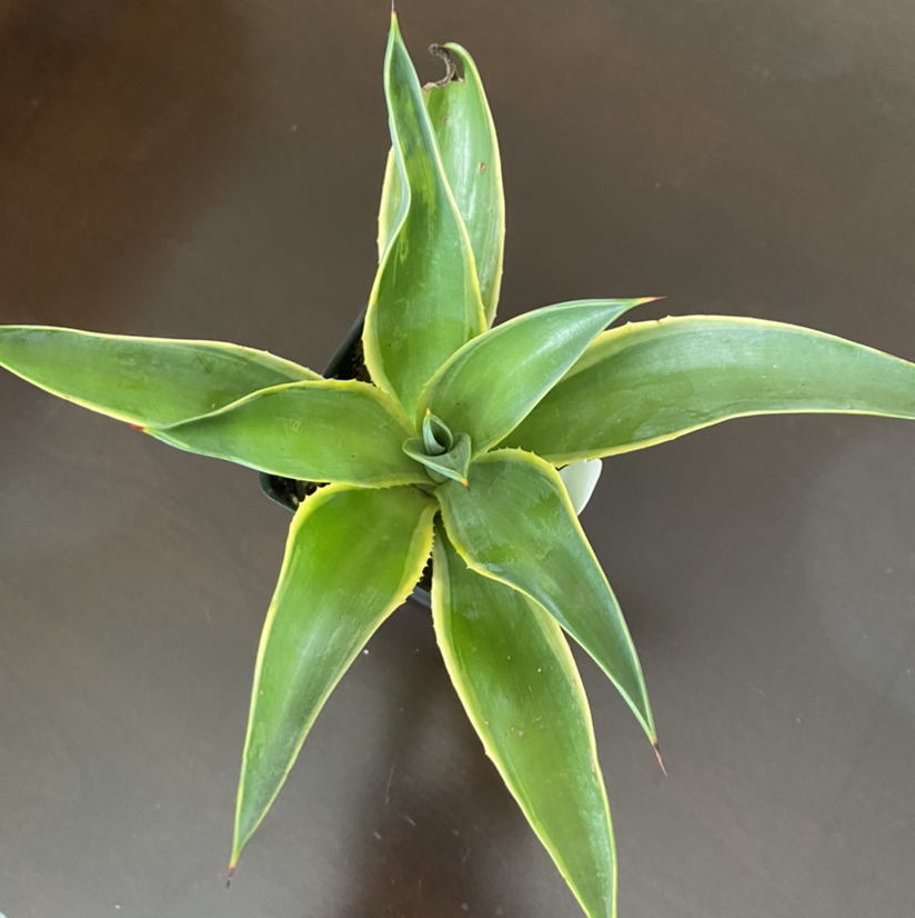 Photo of the plant species Agave demeesteriana by @Annatmo named Samara on Greg, the plant care app