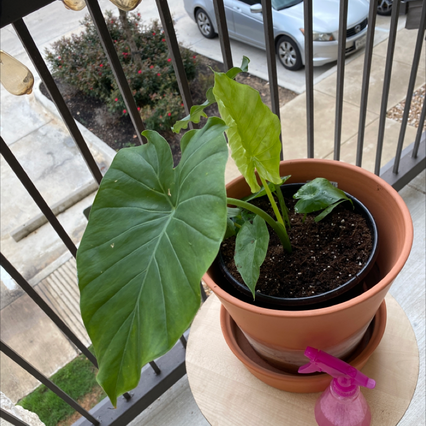 Potted Jewel Alocasia plant on a balcony table with visible soil and healthy green leaves.