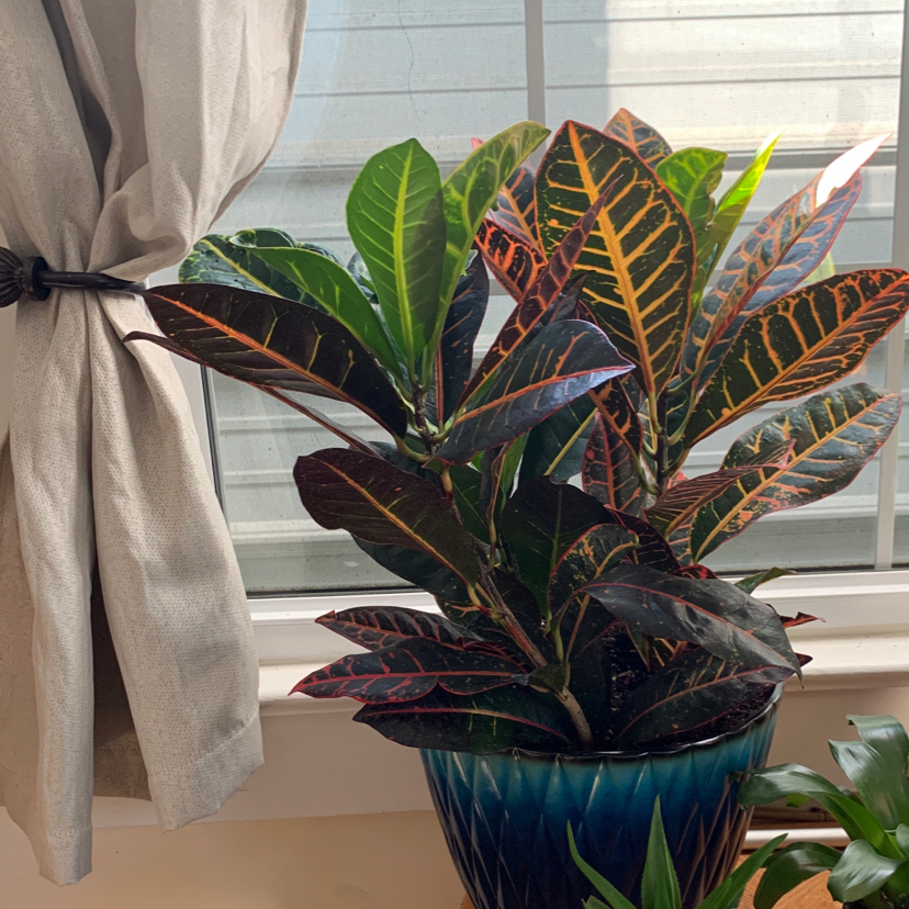 Croton Mammy plant photo by Azelia named Houdini on Greg, the plant care app.