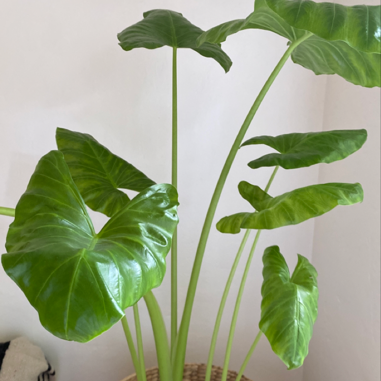 Healthy Alocasia 'Portora' plant with large, glossy green leaves.