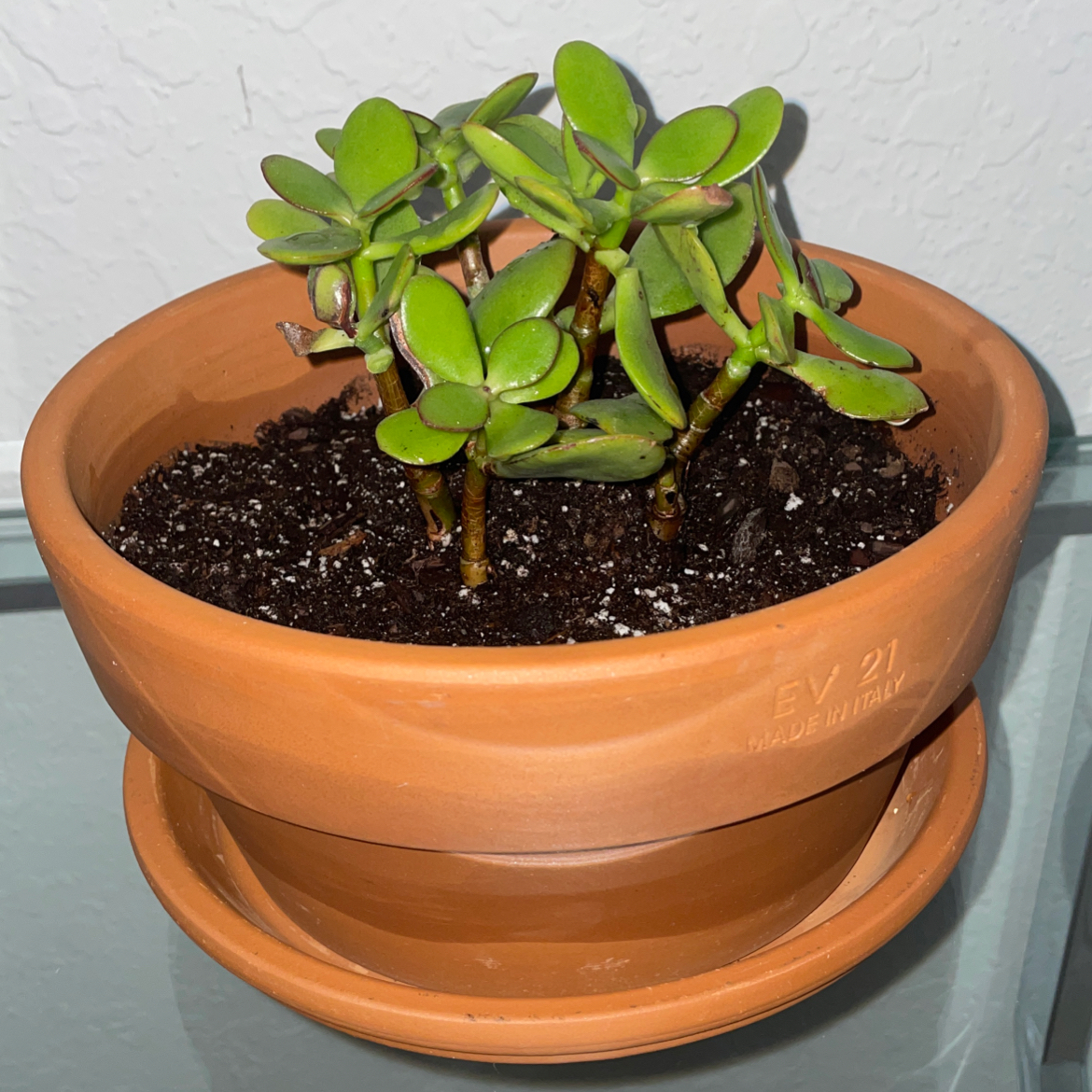 Lucky Plant plant photo by @misssamara named Jooney 🪴🤍 on Greg, the plant care app.
