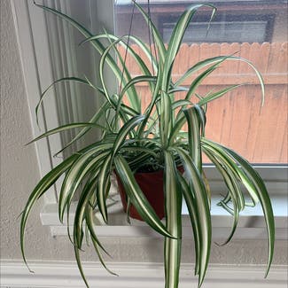 Spider Plant plant in Twin Falls, Idaho