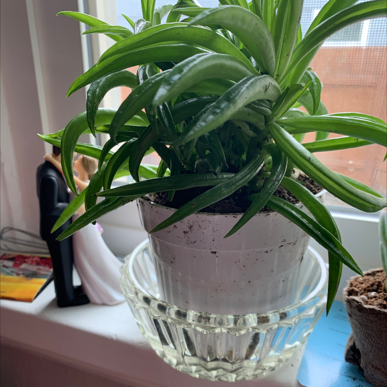 Pincushion Peperomia plant in a white pot on a glass dish, placed on a windowsill.