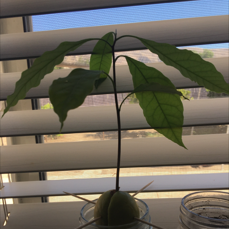 Avocado plant photo by Maria named Rootdolfo on Greg, the plant care app.