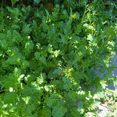 Photo of the plant species Bog yellowcress by Taj named Your plant on Greg, the plant care app