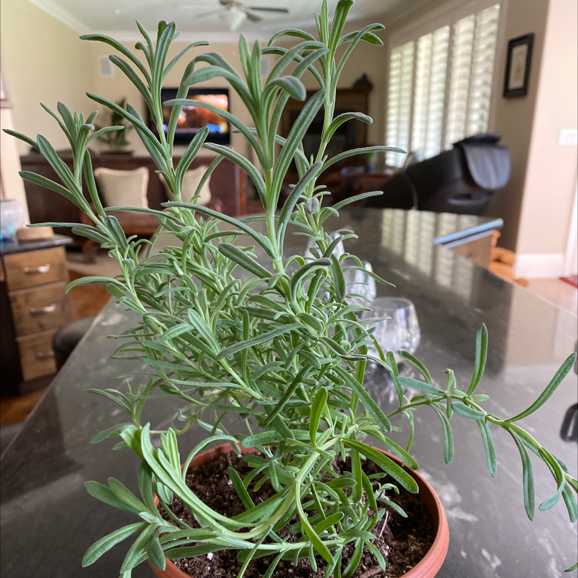 Healthy potted rosemary plant indoors on a table.