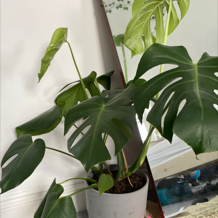 Monstera plant photo by Ahleigh named Thor on Greg, the plant care app.
