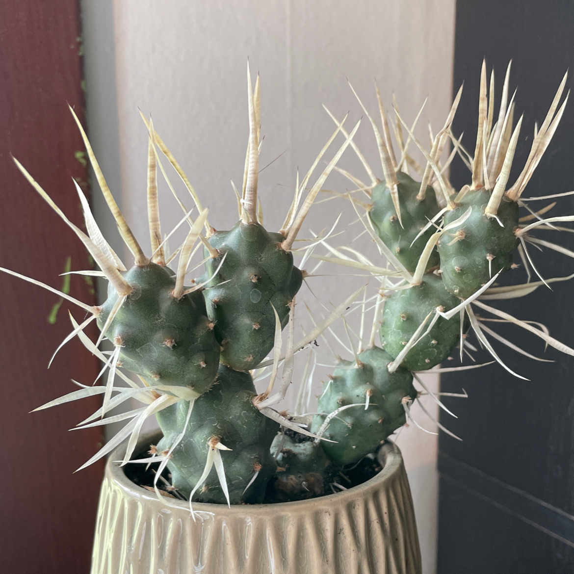 Pine Cone Cactus in a pot, healthy with prominent spines.