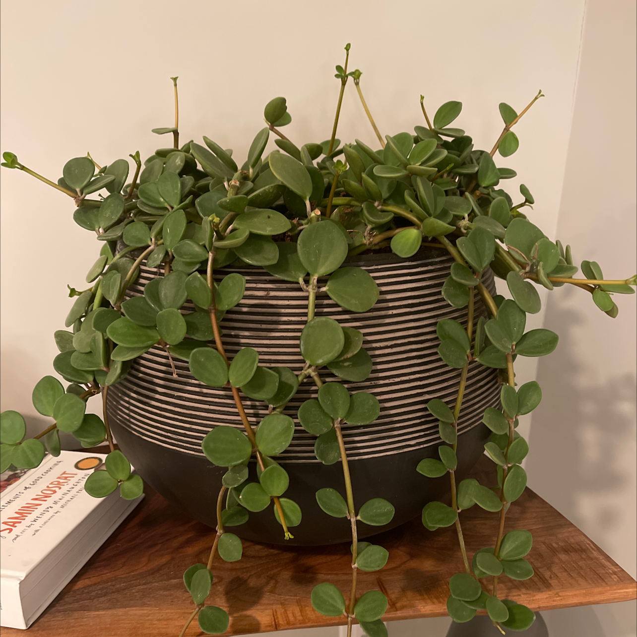 Healthy Beetle Peperomia plant in a decorative pot with green, round leaves.