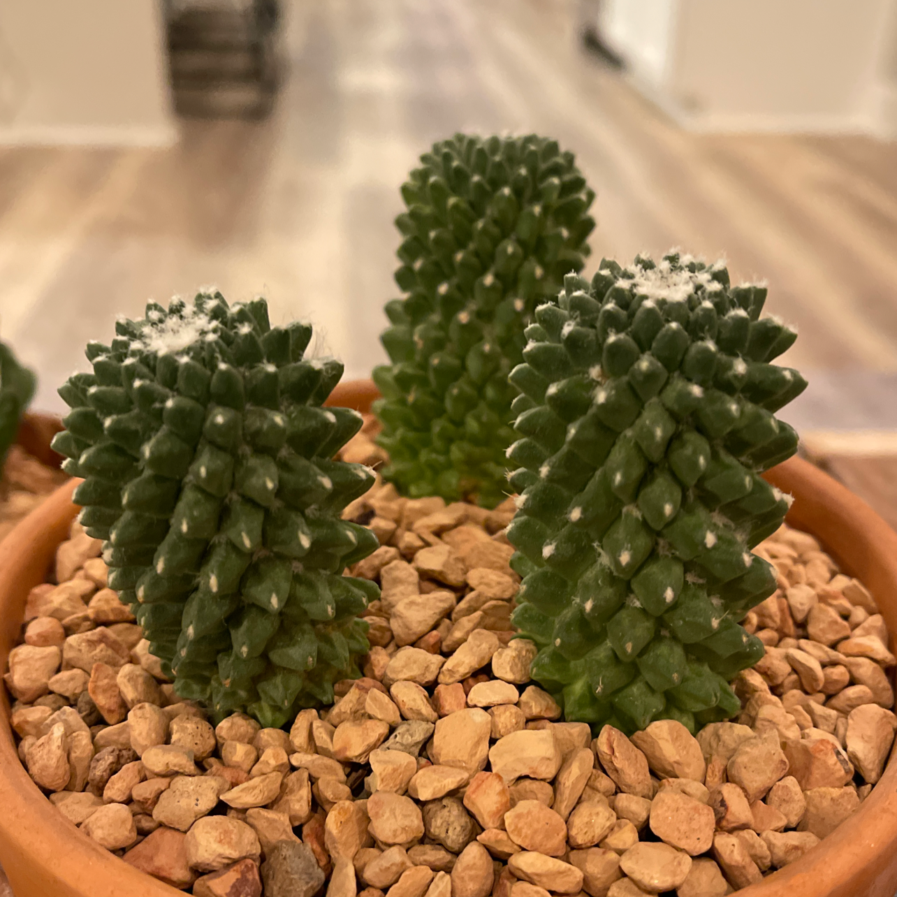 Little Nipple Cactus in a pot with rocky soil, healthy and well-framed.