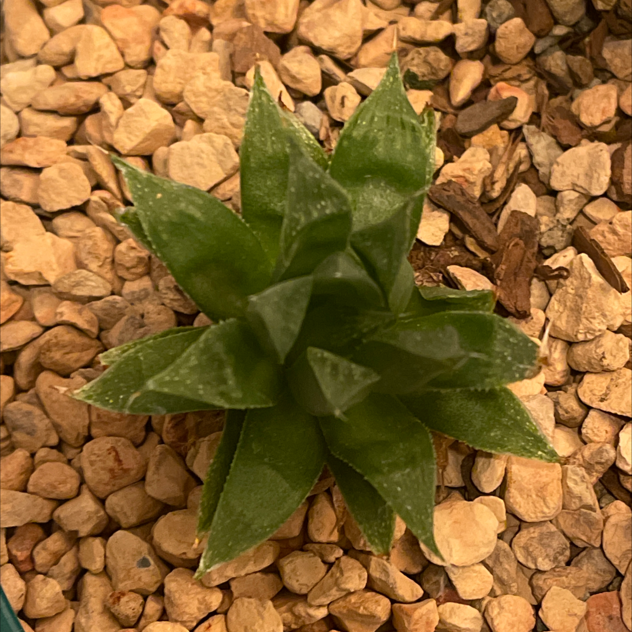 Haworthia cooperi succulent with green, fleshy leaves in a rosette pattern on pebble soil.