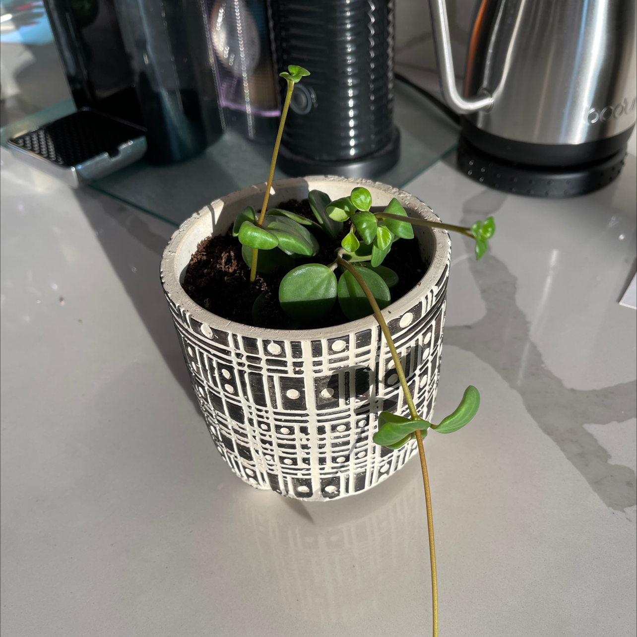 Healthy young vining peperomia plant with vibrant green leaves growing in a decorative pot, held by a human hand to showcase trailing vines.