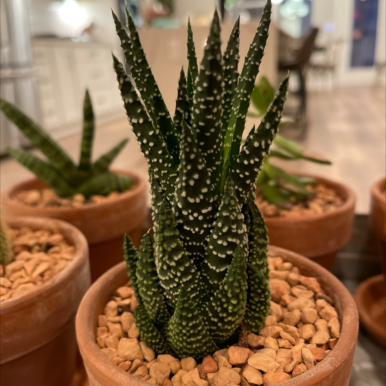 Zebra Plant plant photo by @Ccindy named Keanu Leaves on Greg, the plant care app.
