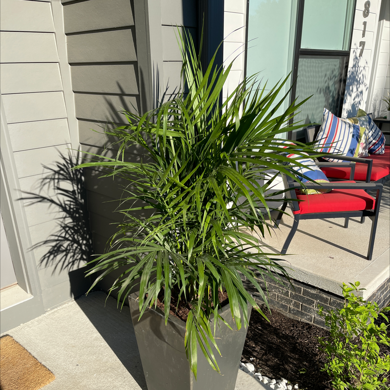 A healthy Majesty Palm in a gray planter on a patio, with lush green fronds and no visible issues.