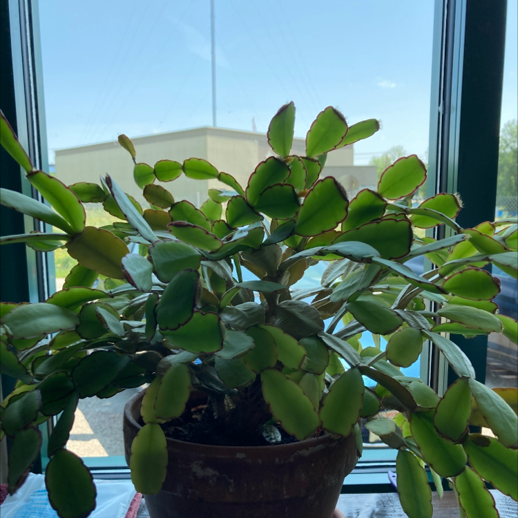 Easter Cactus plant photo by Anjali named St. Nick on Greg, the plant care app.