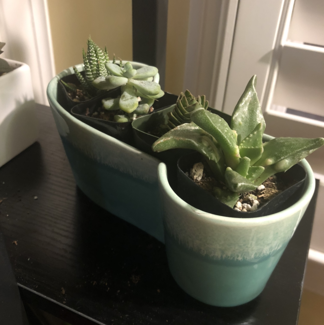 Potted arrangement of succulents, including Tiger's Jaw, in a teal container.