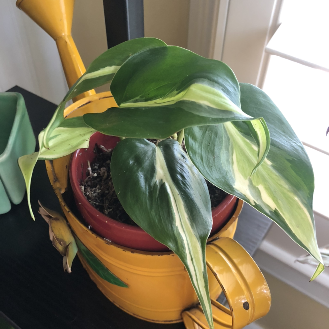 Silver Stripe Philodendron in a yellow watering can planter, healthy with vibrant leaves.